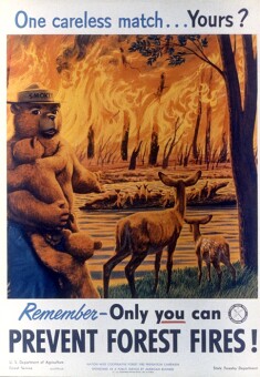 What's The True Story Behind Smokey Bear?