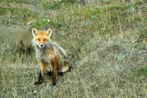 Red Fox