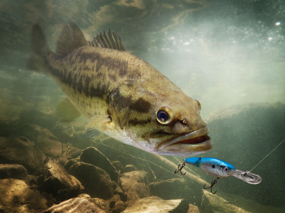 Fish chases lure underwater