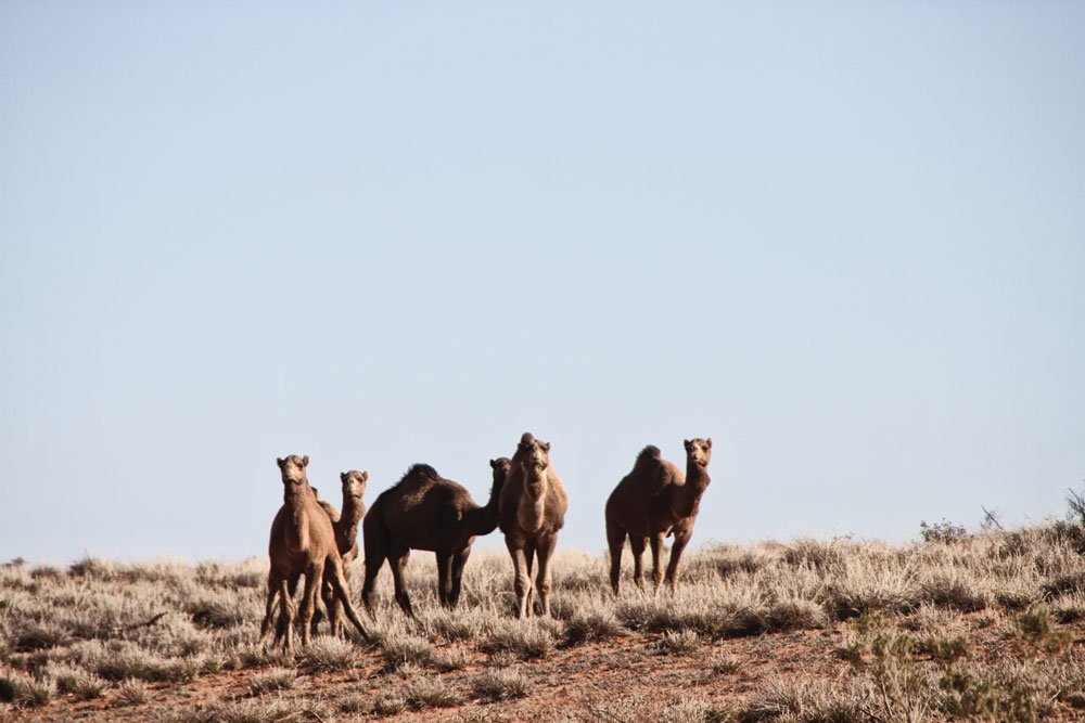 Australian Feral Camels