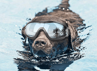 protection dog goggles // tread magazine