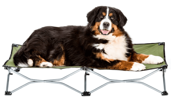 elevated dog bed in camping essentials for dogs