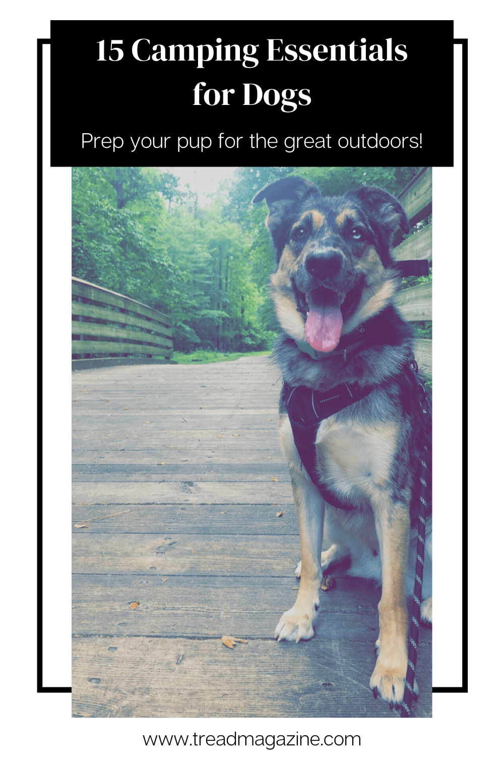 15 Camping Essentials for Dogs