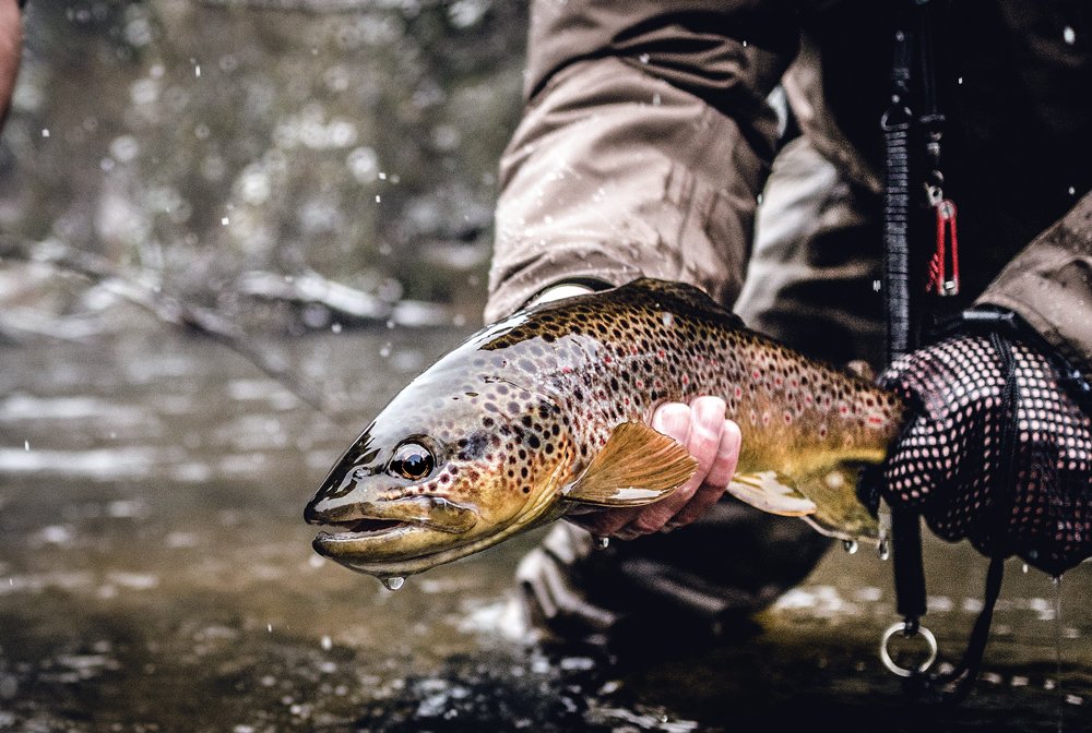 Drifting in the Stream: A Guide to Fly Fishing for Trout