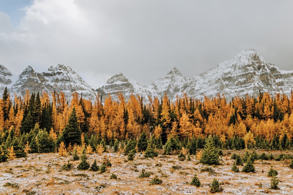 Larch trees