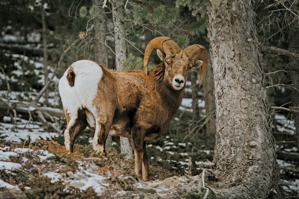 Big Horn Sheep