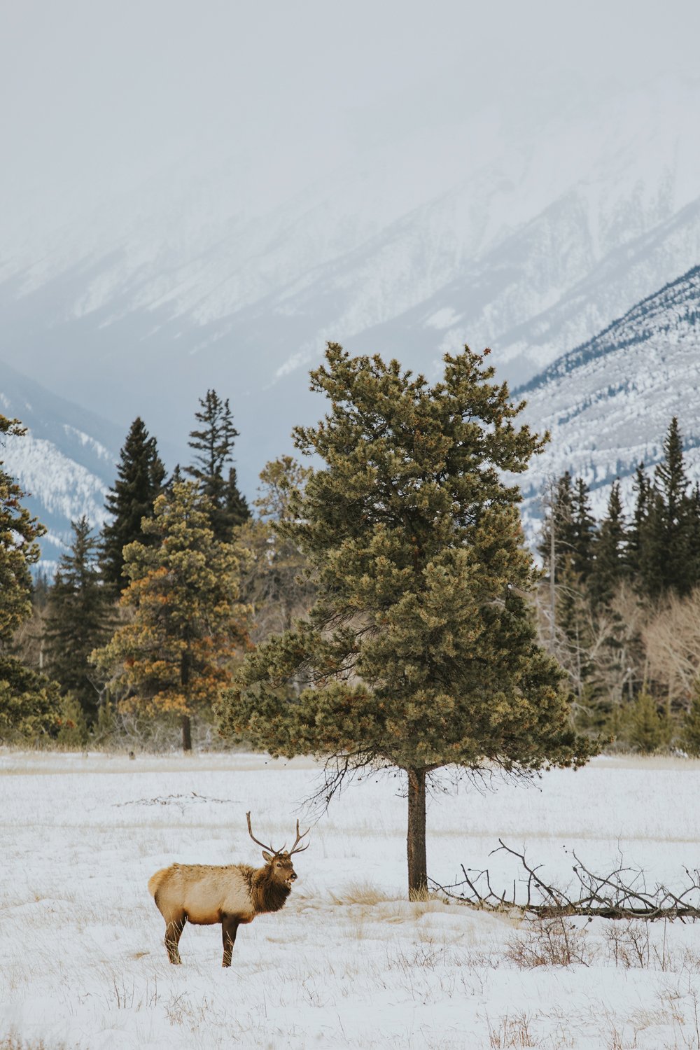 Elk in the snow