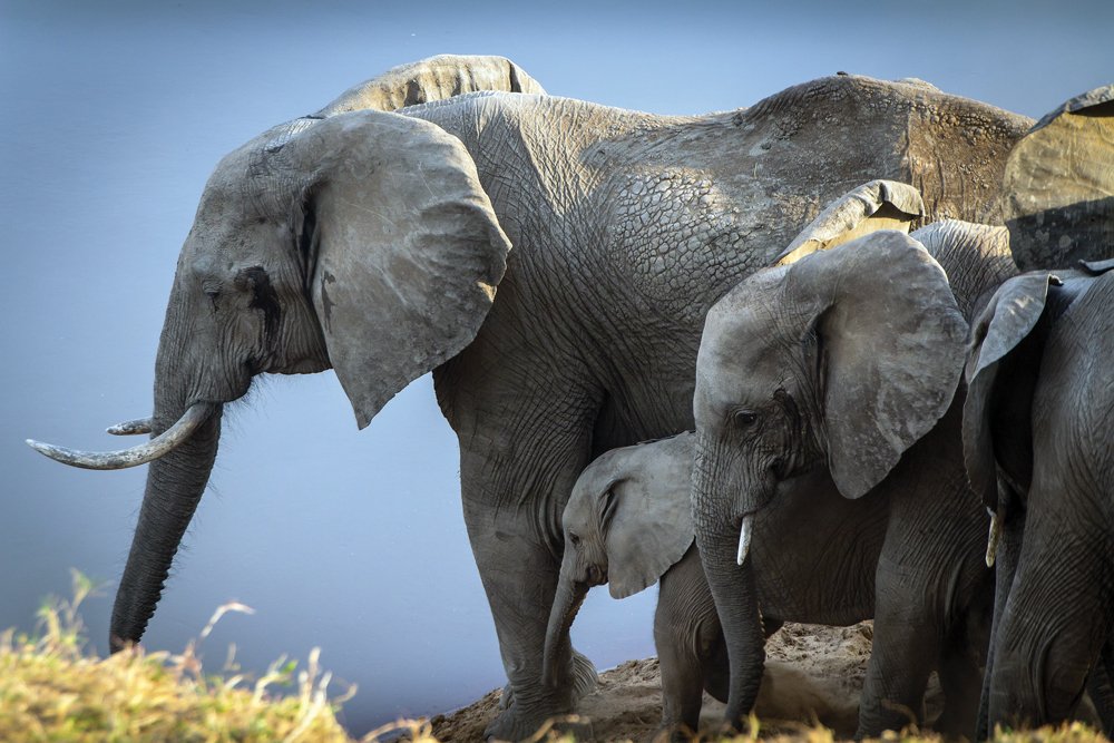 Zambian Elephants