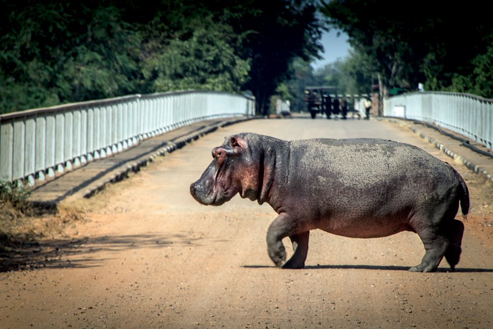 Hippo crossing the road