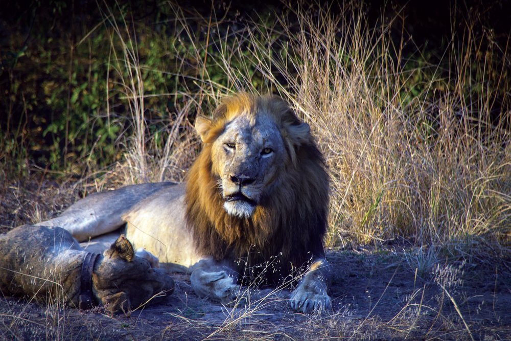 Zambian lion