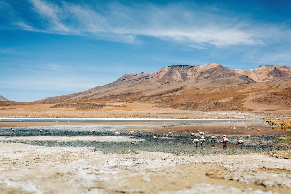 Flamingos in the high plains of Bolivia