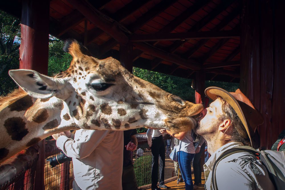 Kissing a giraffe