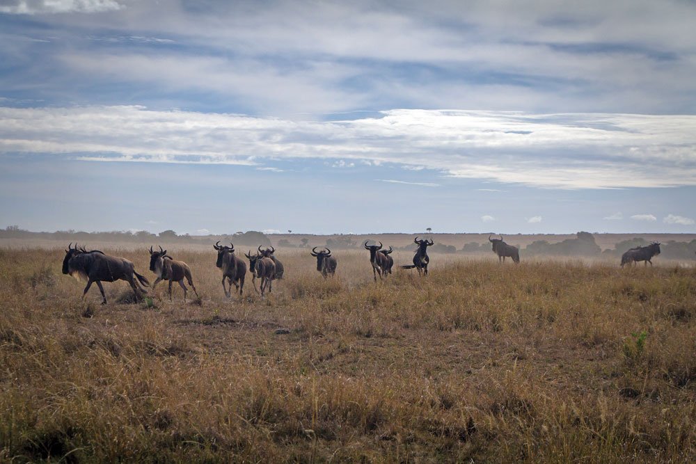 Wildebeest scatter