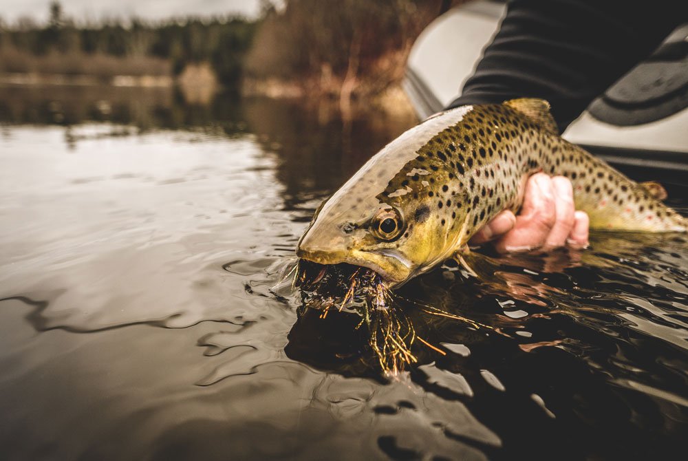 brown trout