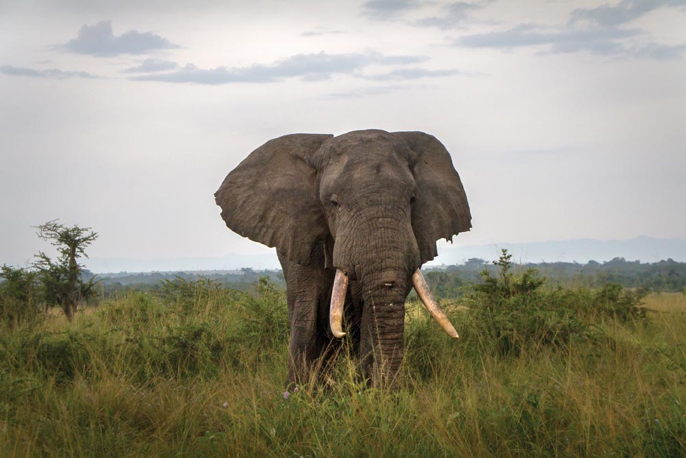 Elephant in the wild of Uganda