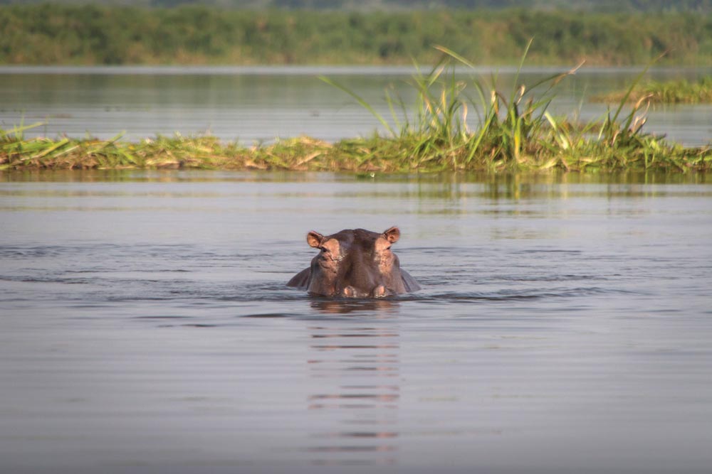 Hippo peeking above the water