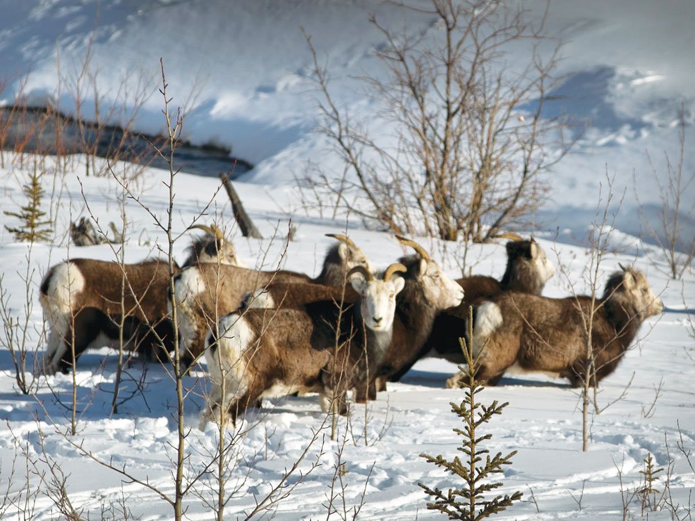 Big-horn sheep grazing near Summit Lake