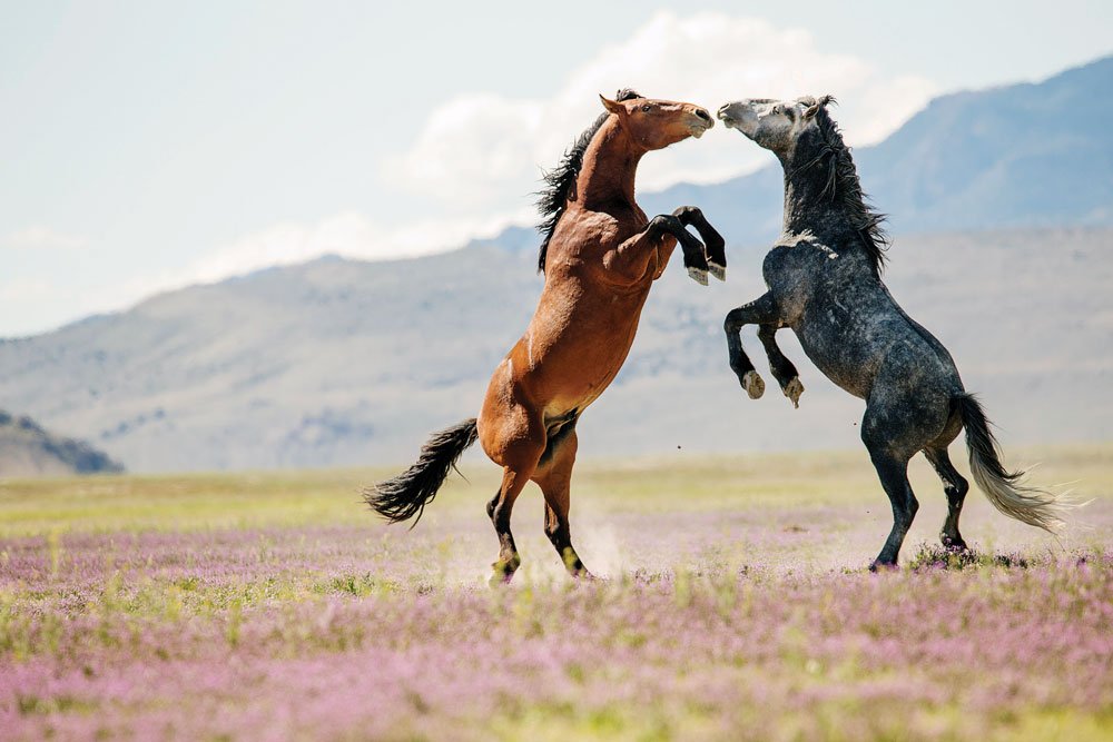 Wild horses