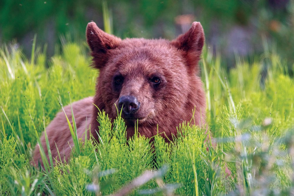 Seeing a bear while exploring the Yukon 