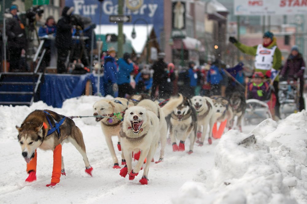 48th annual Iditarod dog sled races