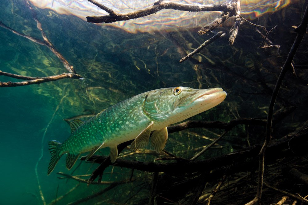 Feed And Grow Fish : Pike 