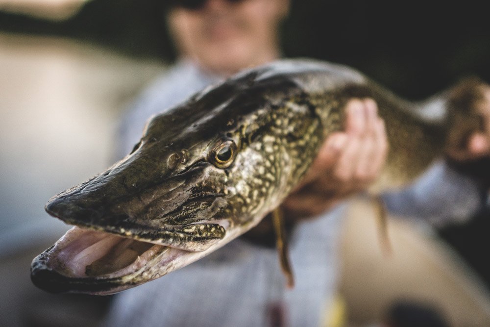 Up close view of a Northern Pike