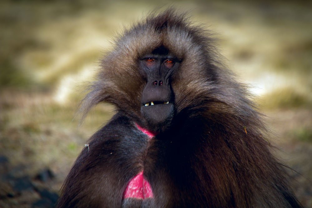 A Gelada Baboon spends some time with the author