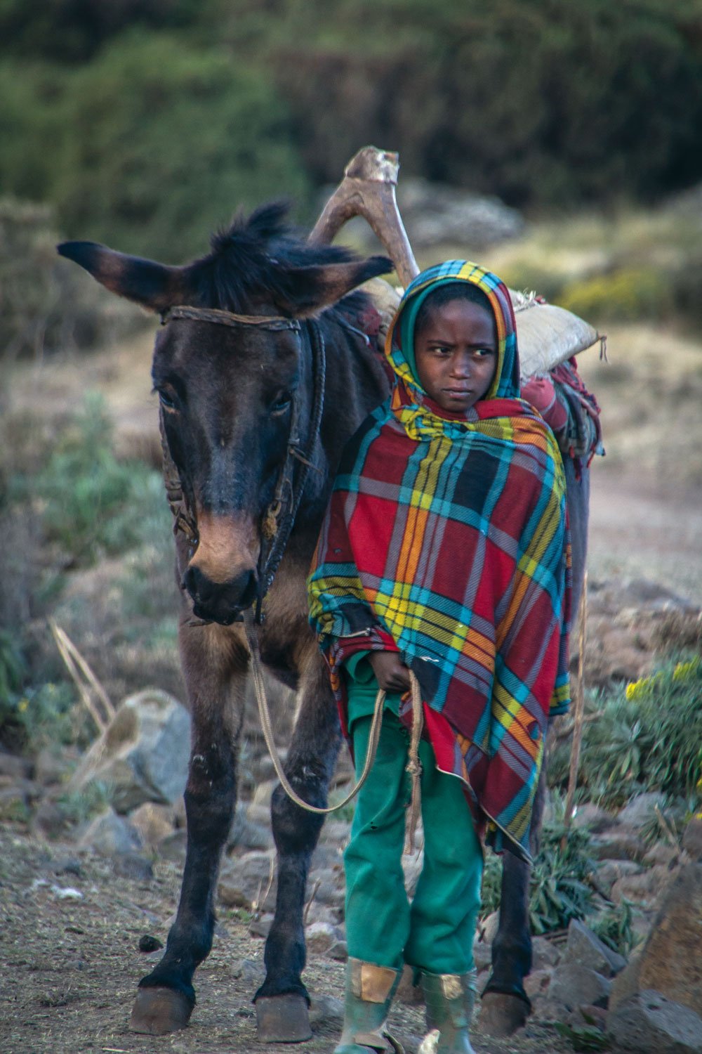 An Ethiopian local leading a mule