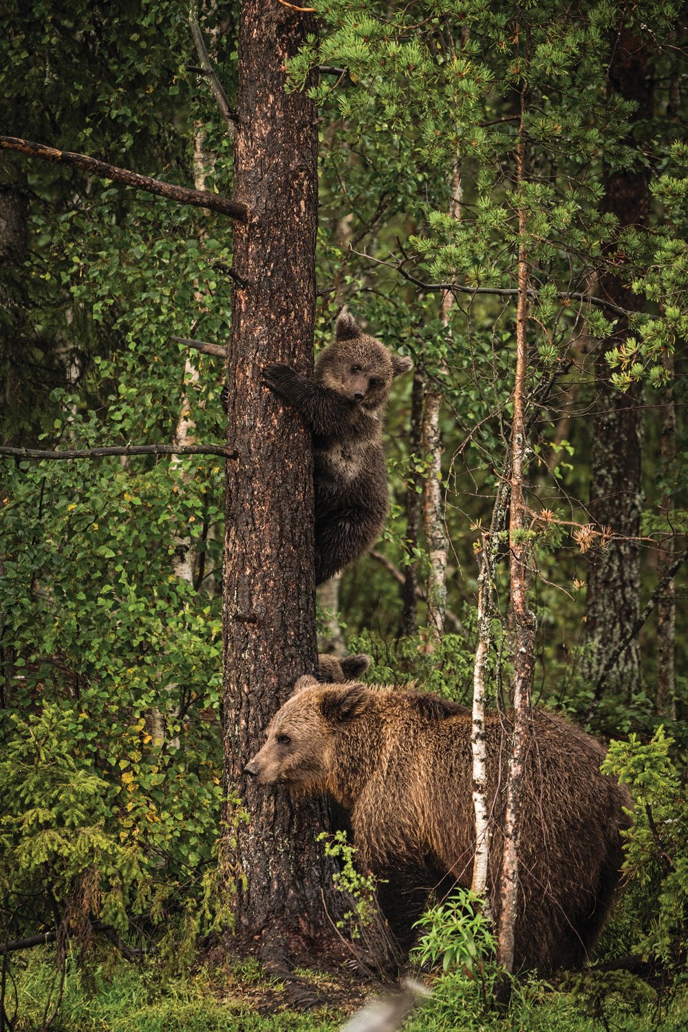 Male black bear and baby bear in Finland