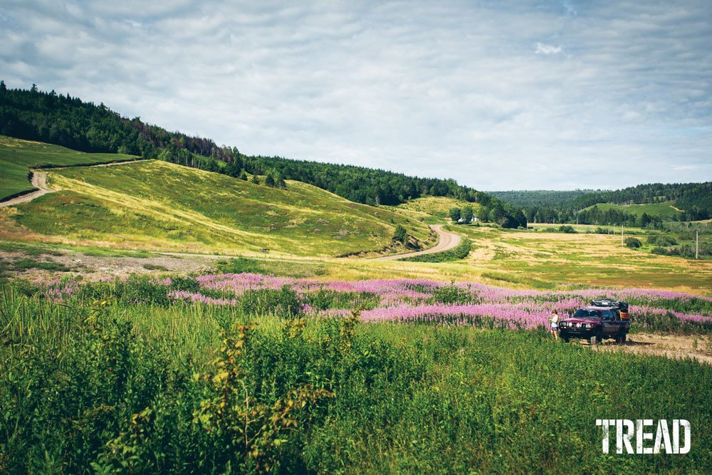 Foraging amongst a field of Fireweed in New Brunswick, Canada