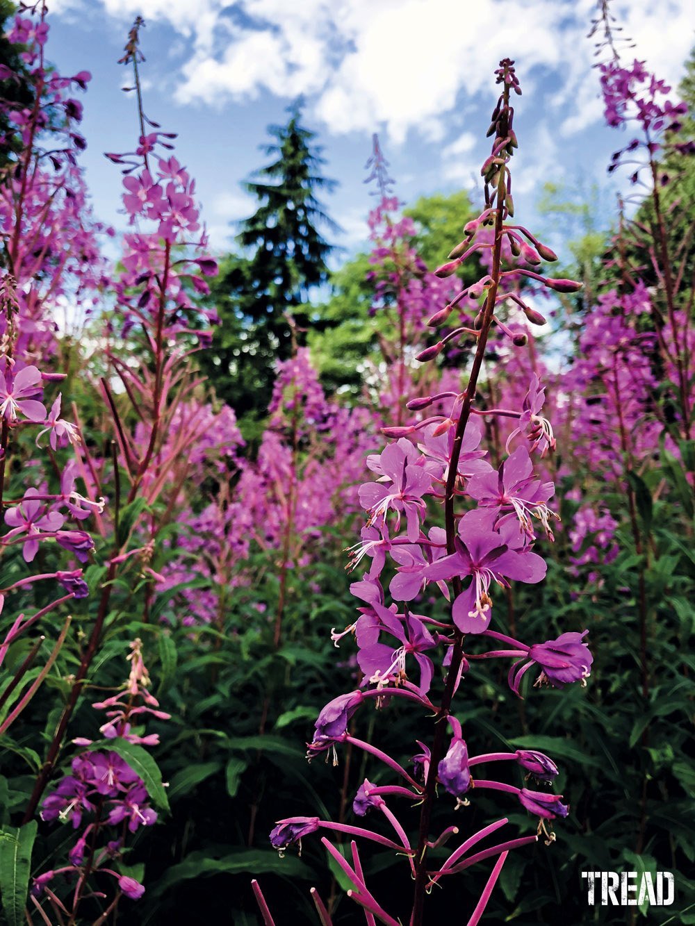 Fireweed leaves are edible and can be combined with flowers to make tea