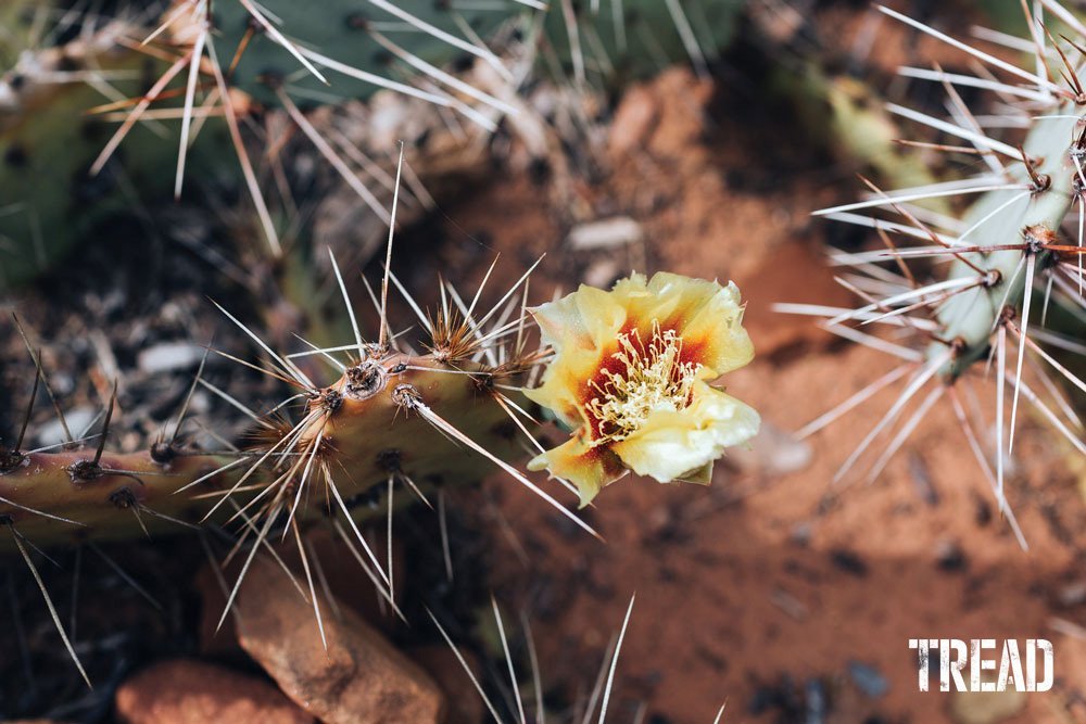 The fruit and pads of the Prickly Pear Cactus are edible