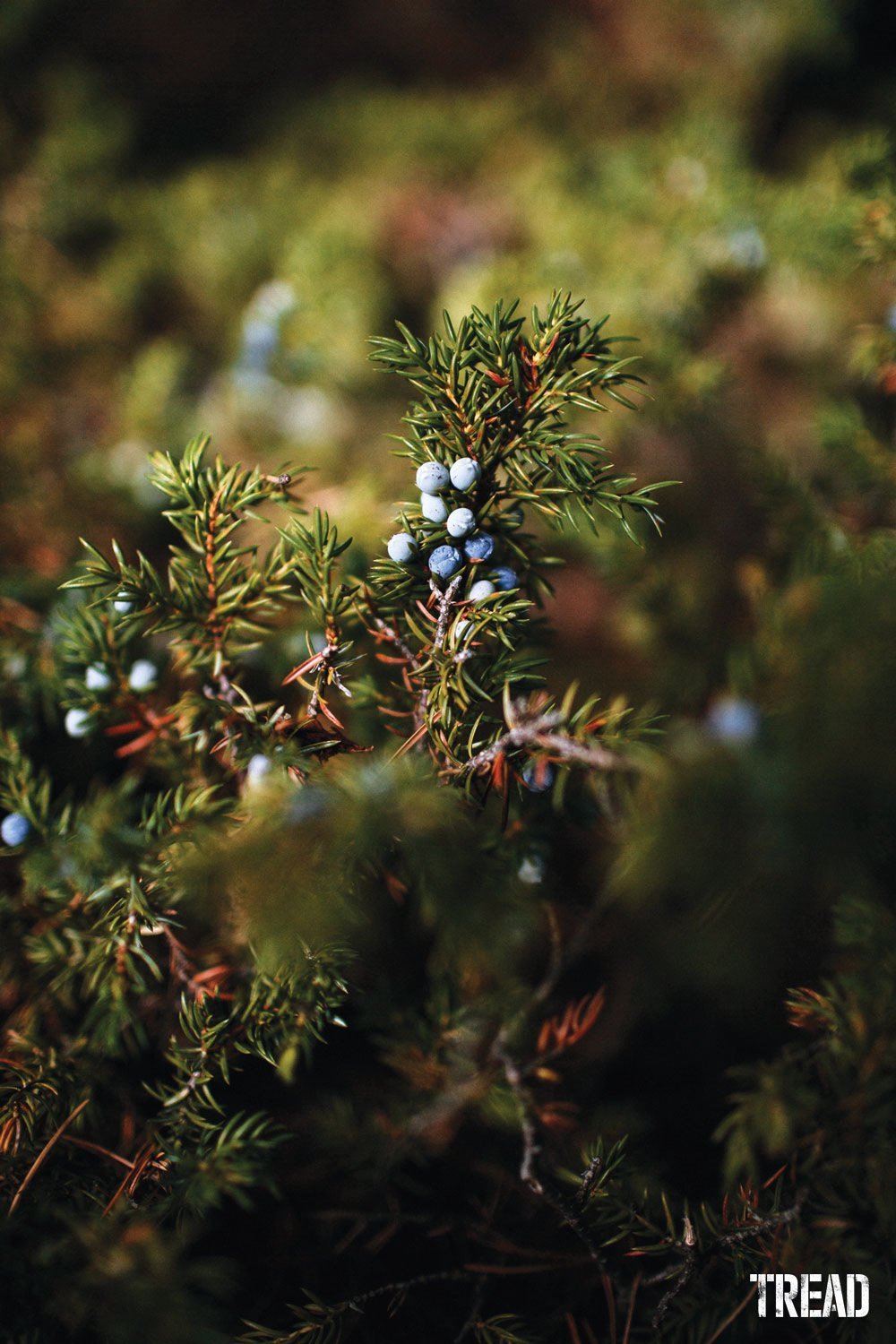 Foraging for Juniper berries, commonly used in meat dishes or soups and stews