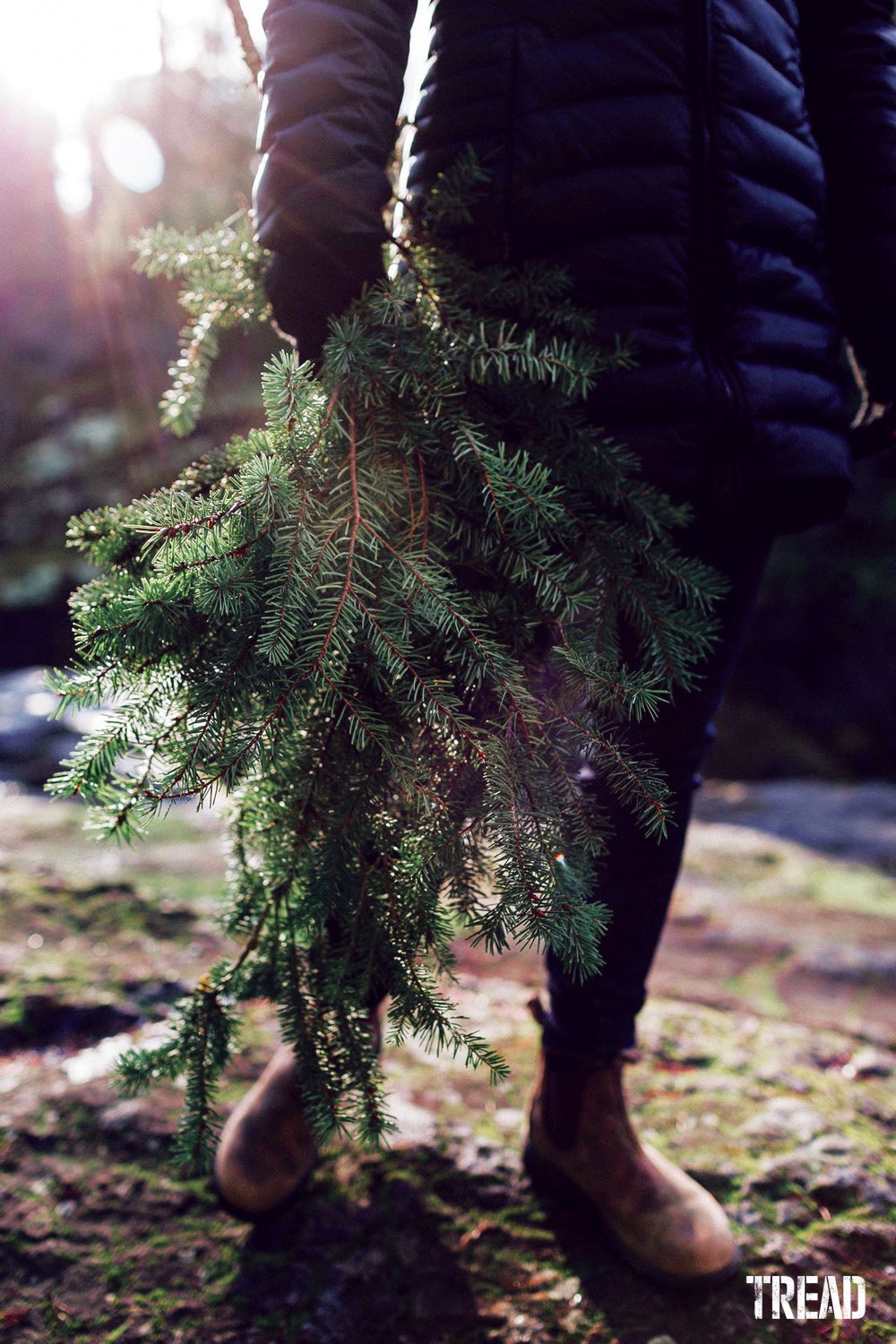 When foraging, gather fresh fallen boughs rather than taking from the tree itself