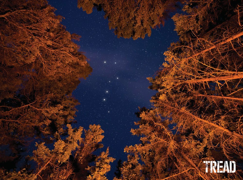 Large pine trees with Little Dipper constellation