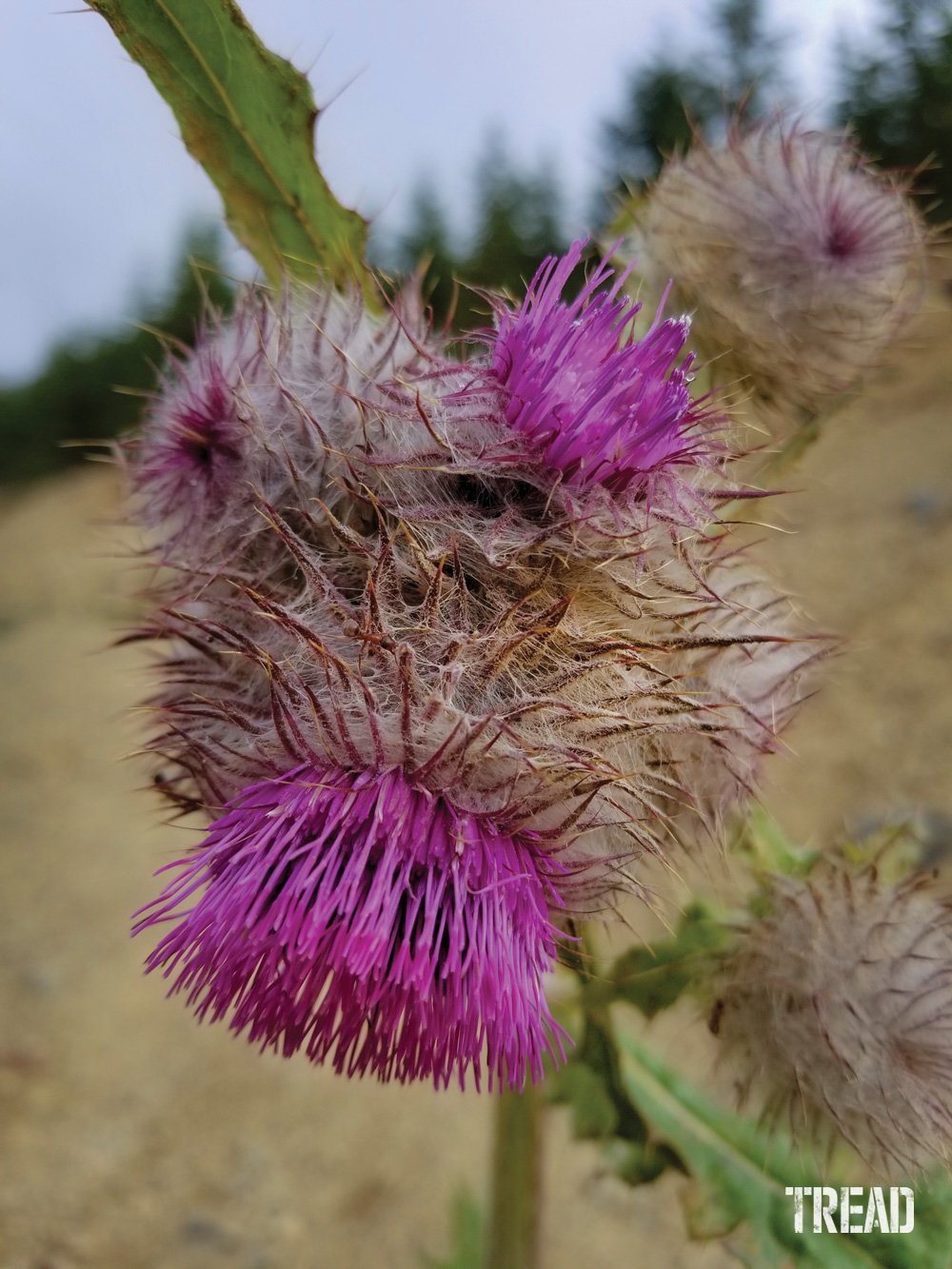 Wild thistle plant