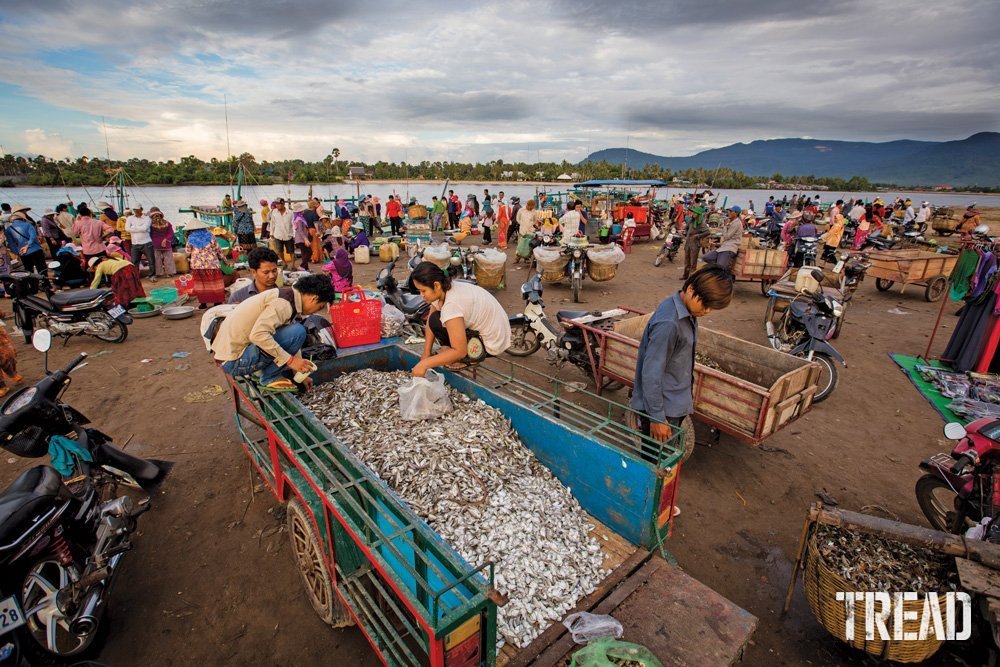 A fish market in Southern Cambodia.