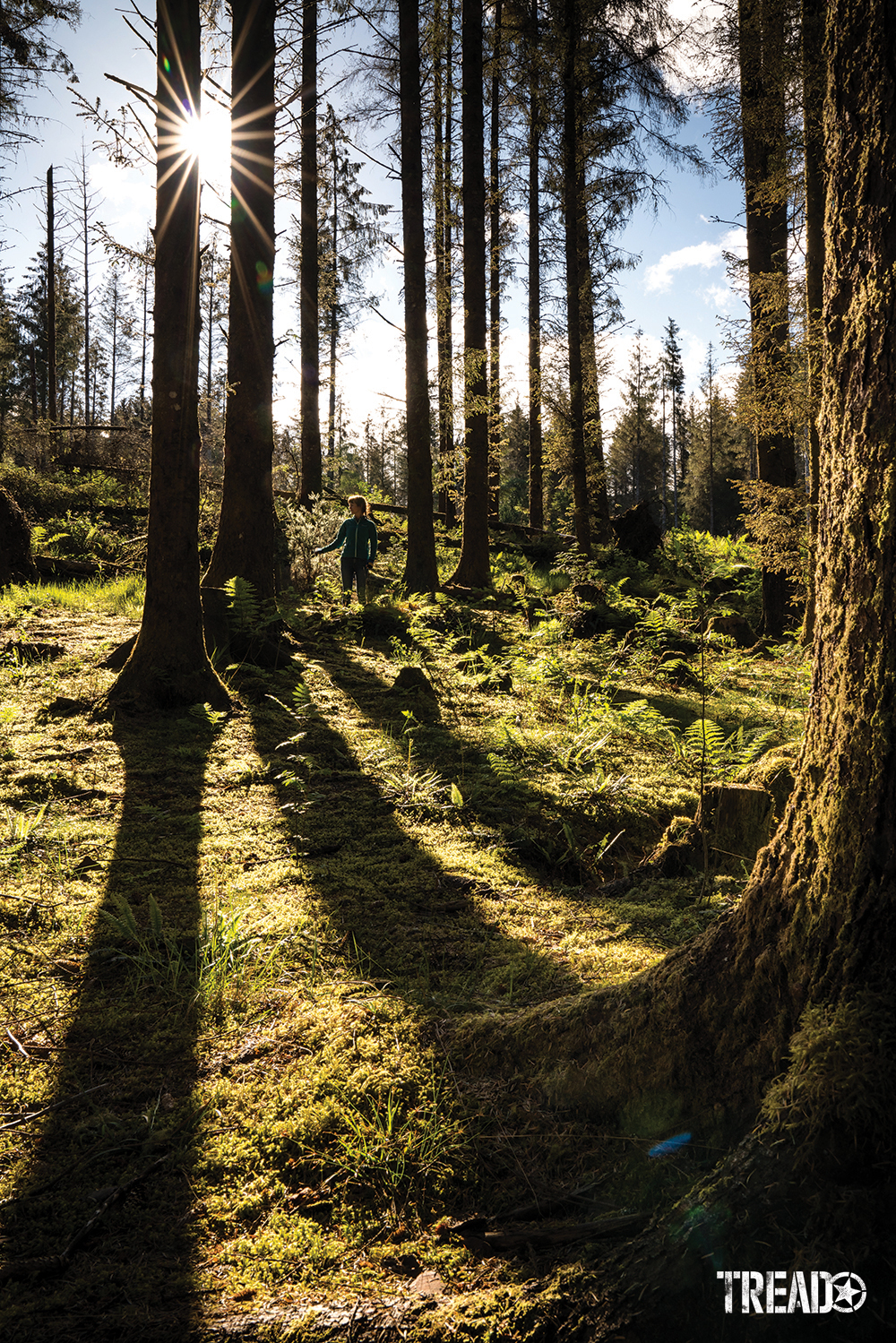 Scotland's landscape can be thick with ground cover vegetation and tall lanky pine trees, with the sun peeking out behind them.