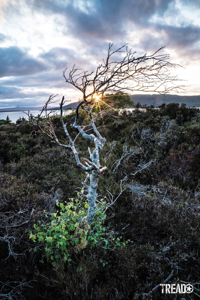A leafless tree twists its way to a partly cloudy sky and peeking sun as it protrudes from the thick ground cover. 