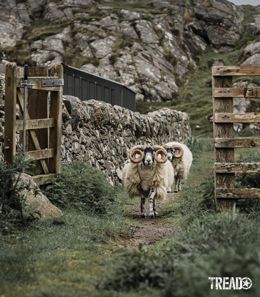 Two Scotland sheep are walking down a pathway between a rock wall and old wooden fence. 