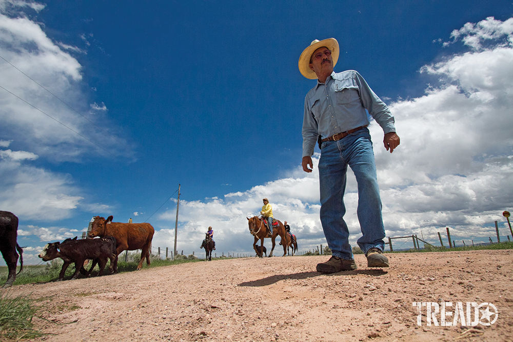 Multiple cowboys, one standing and others on horses round up cattle. 