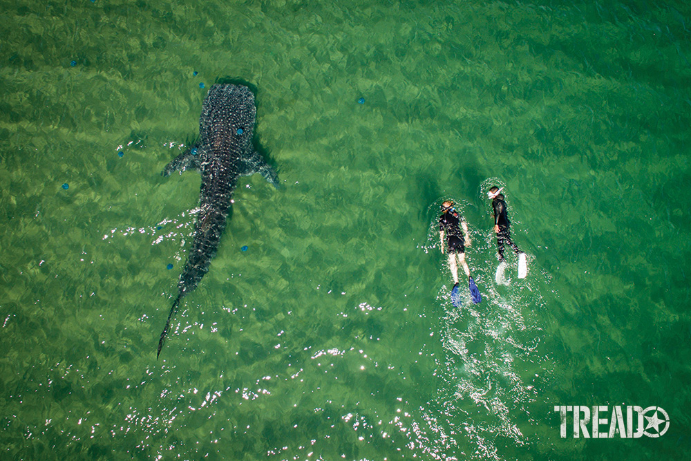 The drone operator captured his wife and a friend courting a whale shark in the green waters of the Sea of Cortez.