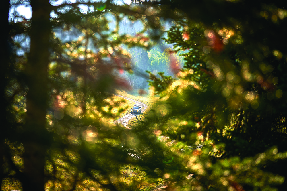 The Deezee Silverado driving on the road, seen through the opening of pine trees