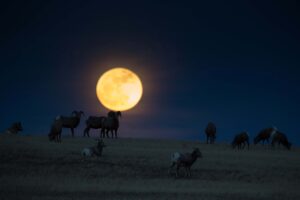 Bighorn Sheep in Badlands National Park