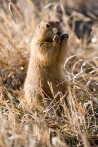Prairie Dog in Badlands National Park