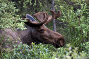 Moose at Denali National Park