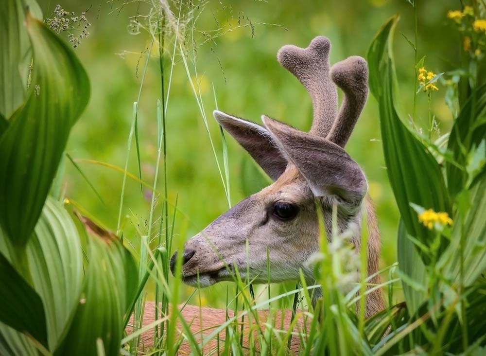 A deer in the shrubs at Sequoia National Park