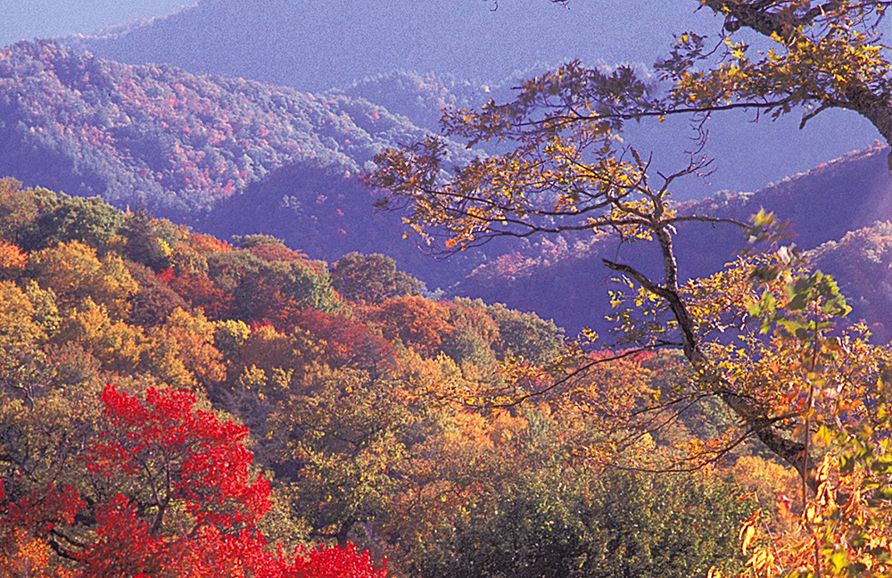 Newfound Gap Road bright fall leafs in Great Smoky Mountains National Park