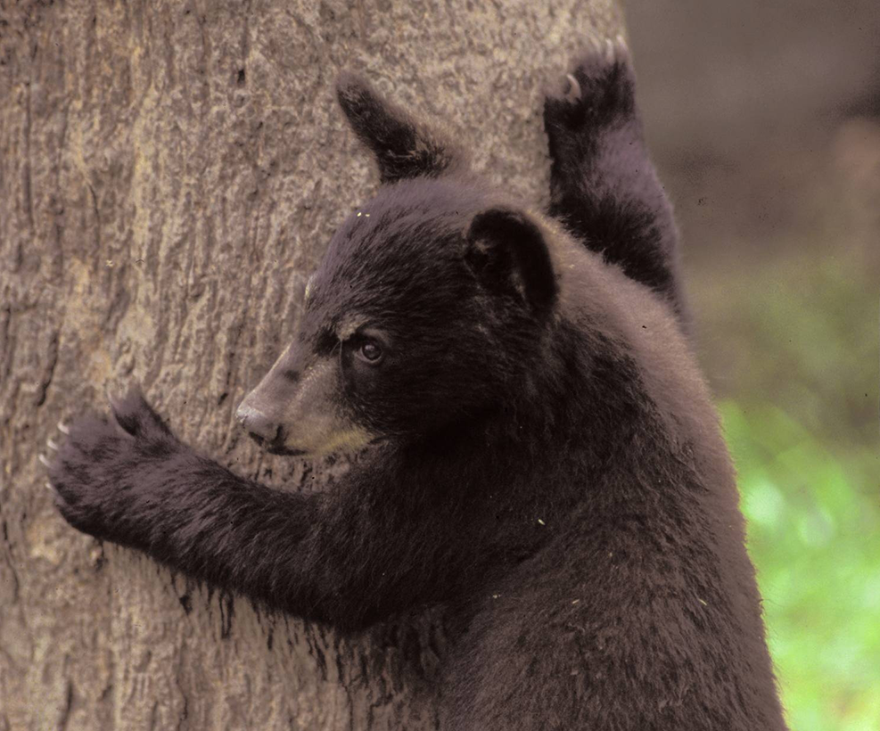 Black bear cub climbing a tree in Great Smoky Mountains National Park