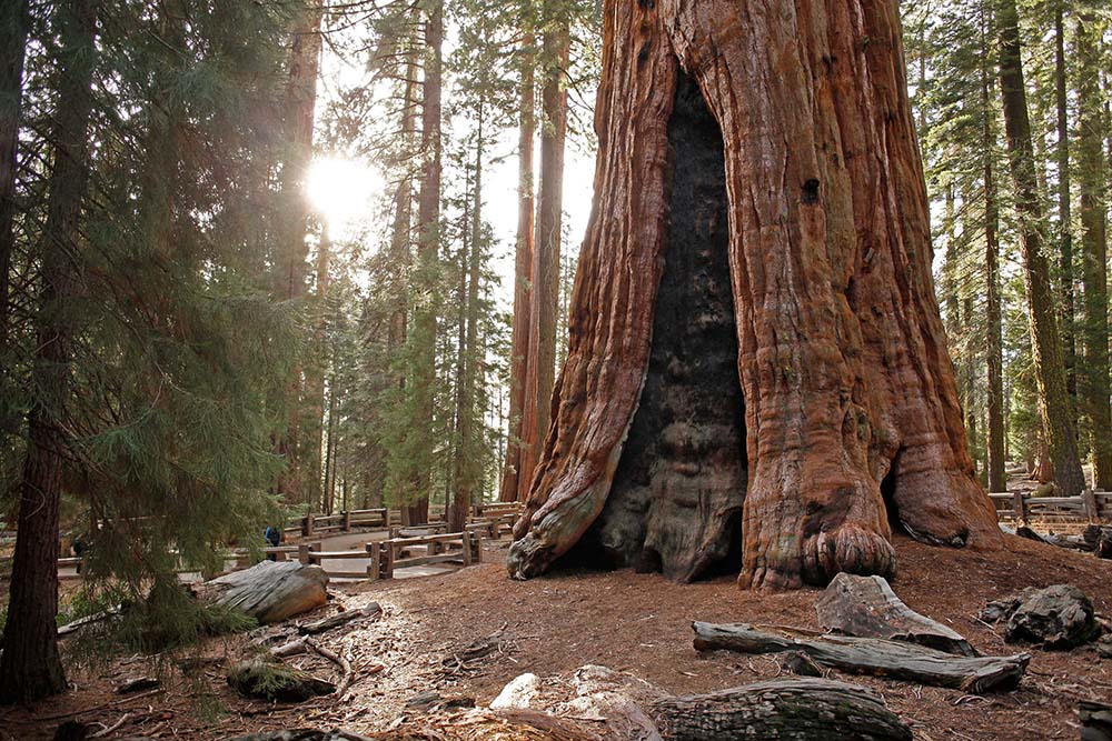 The sun shines behind the General Sherman Tree at Sequoia National Park